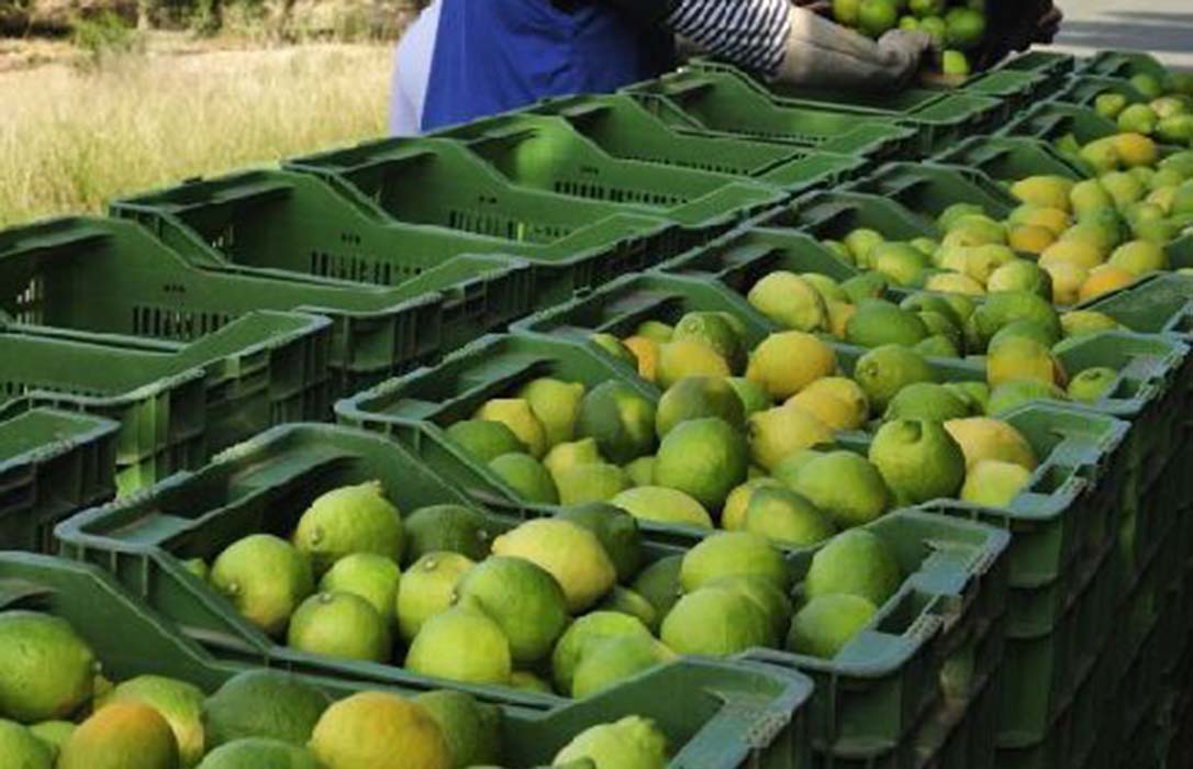 La crisis de los cítricos impacta en el limón y deja sin recolectar unas 26.000 toneladas solo en la C. Valenciana