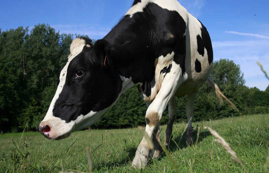 Detectado gracias a los controles sanitarios un caso del mal de las vacas locas en una finca de Zamora