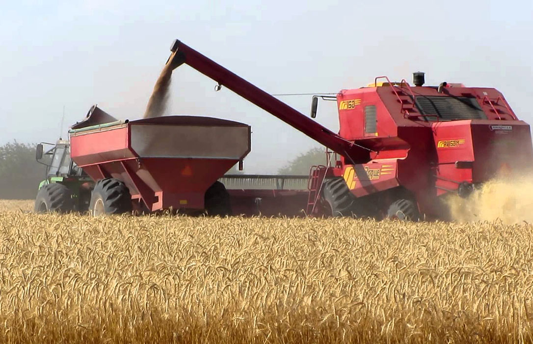 El esperado informe USDA corrige a la baja el precio del trigo y abre dudas sobre su futura cotización