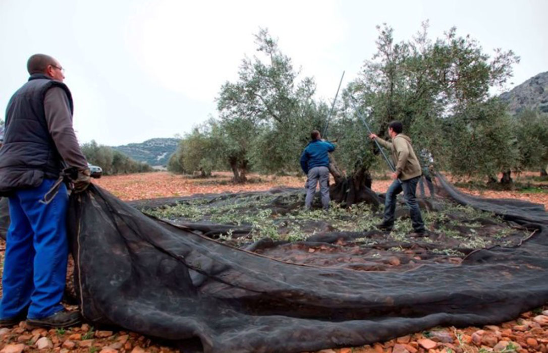 Futuro del olivar en CLM: O hay precios justos o corre peligro de desaparecer por su falta de rentabilidad