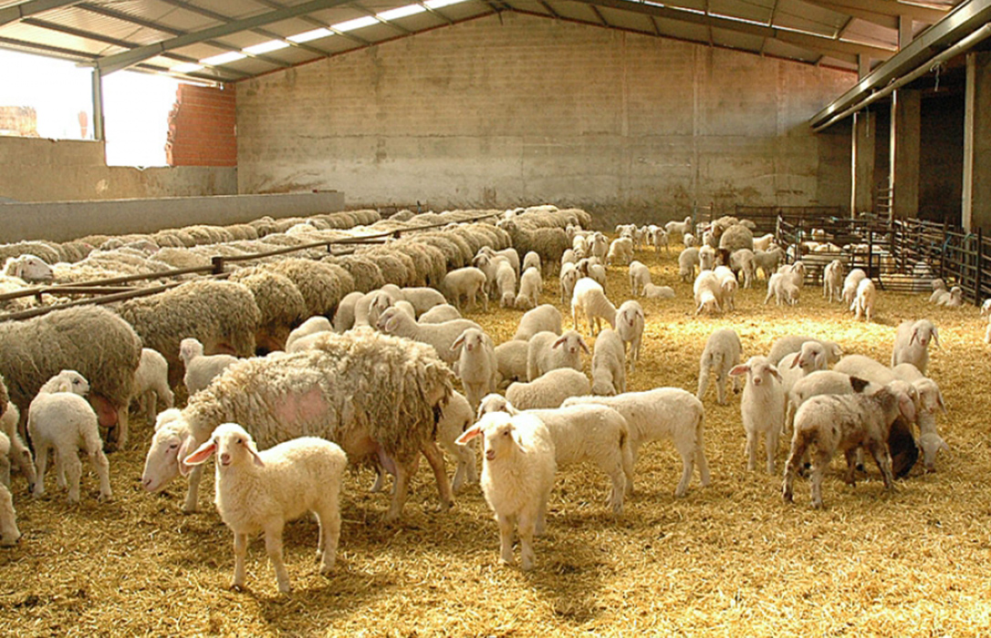 Exigen flexibilidad para que los ganaderos corrijan las deficiencias en el recensado de las explotaciones de ovino y caprino