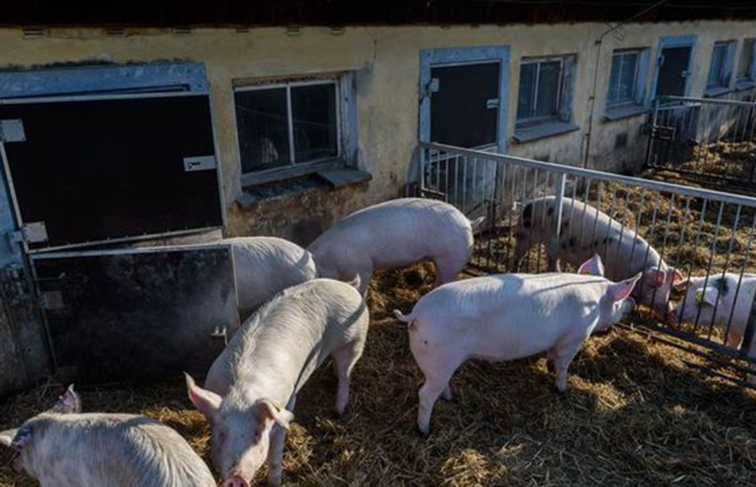 Reclaman al Ministerio que se incluya a la Peste Porcina Africana dentro de los Seguros de Ganado