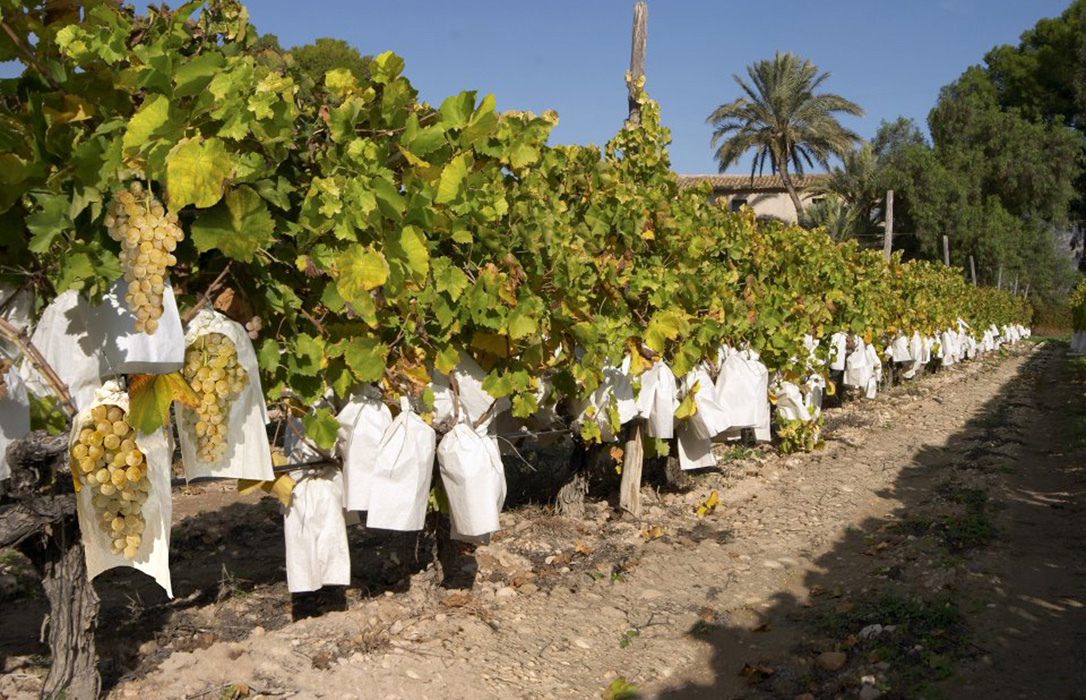 Agroseguro presenta en Murcia las novedades del seguro de uva de mesa