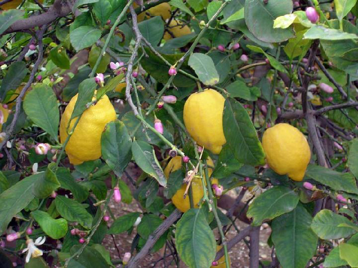 Ailimpo recuerda que los contratos de compraventa de limones «son un compromiso que debe cumplirse y respetarse»