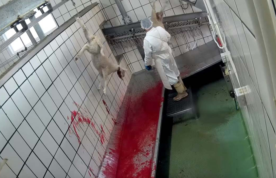 Consternación y rechazo de la industria y el sector cárnico ante el maltrato de los animales realizado en un matadero
