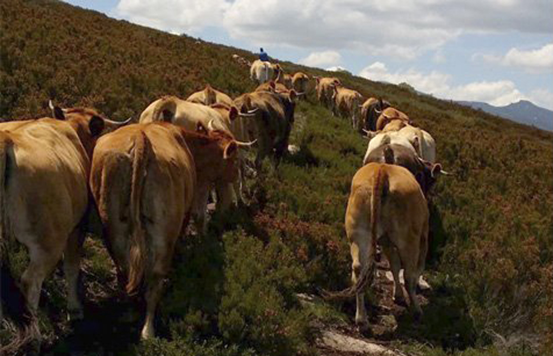 Proponen restringir los intercambios de ganado entre Cantabria y Castilla y León por las medidas sanitarias