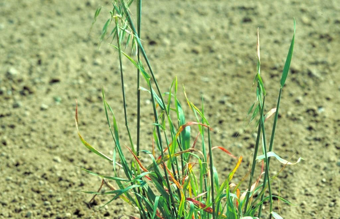 Predicen el crecimiento de la Avena loca, la mala hierba del trigo, para reducir el uso de herbicidas