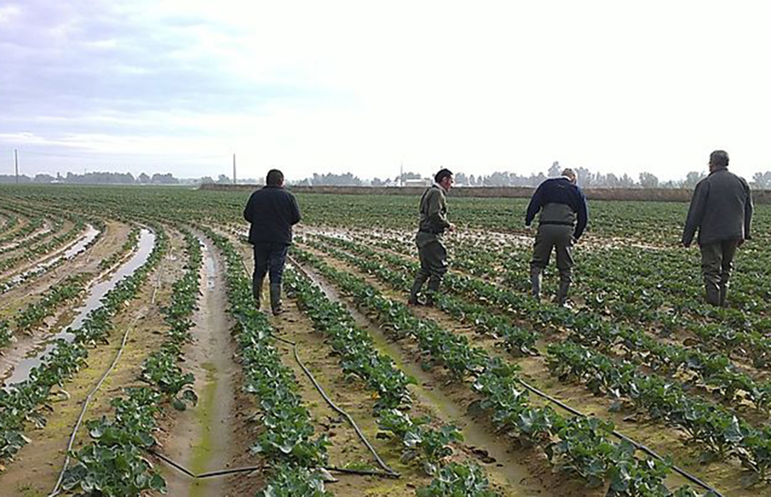 Extremadura convoca ayudas por 30 millones dirigidas a jóvenes agricultores para crear empresas