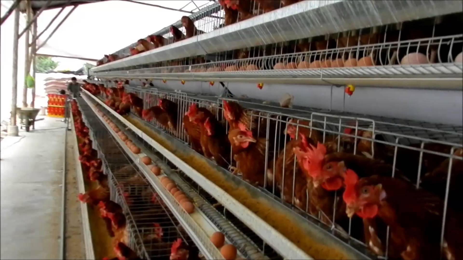 Quitar las jaulas por la presión de los animalistas es una «imposición» que genera riesgos, según el sector del huevo