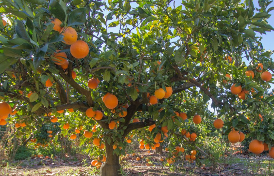 La crisis de la naranja andaluza: La mayor parte en los árboles y pérdidas de 8 céntimos por kilo al productor