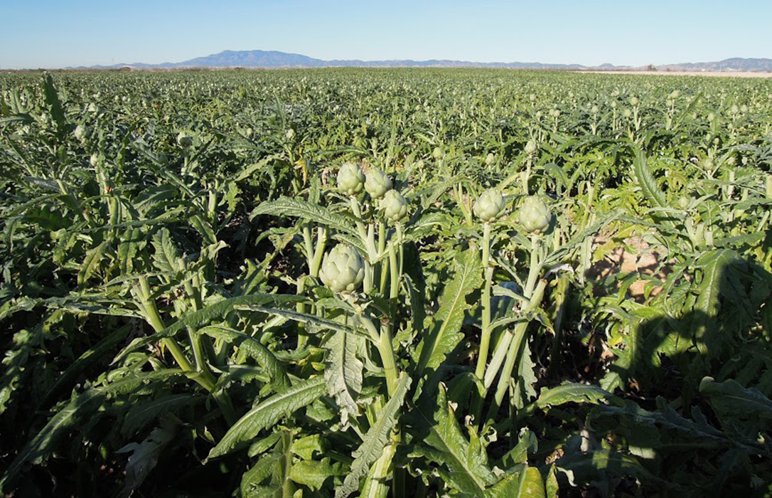 Investigadores acercarán un método para prevenir las enfermedades de la planta de las alcachofas sin dañar el suelo