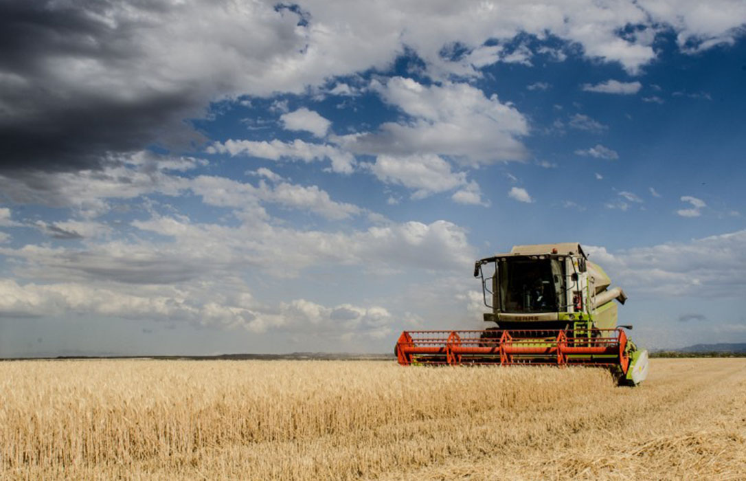 Los precios repuntan y cebada y trigo encabezan las alzas generalizadas en los mercados mayoristas de cereales
