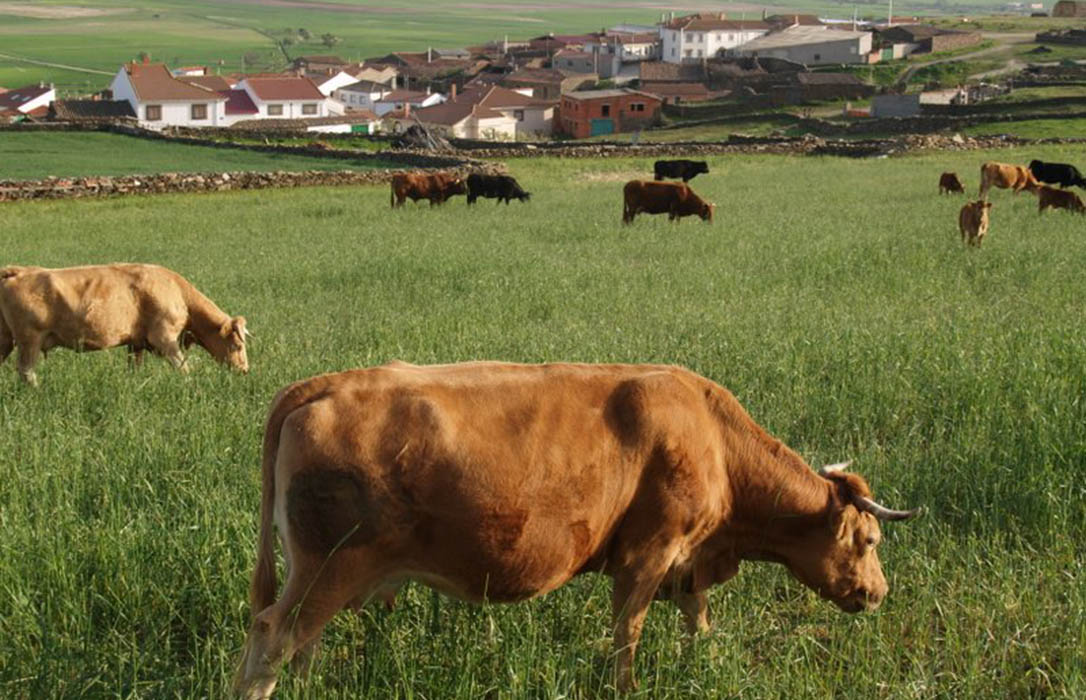 Castilla y León lidera la producción de carne de vacuno española con 109.000 toneladas al año
