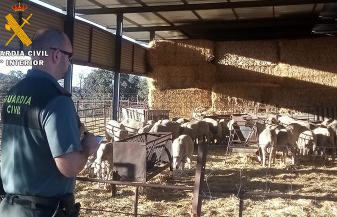 Tres detenidos de la misma familia por robar 21 corderos de una explotación ganadera de Córdoba
