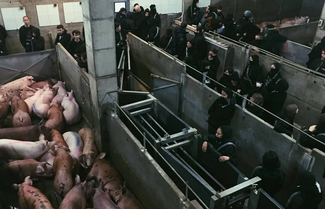 Un grupo animalista francés ocupa un matadero en Girona y «libera» siete cerdos