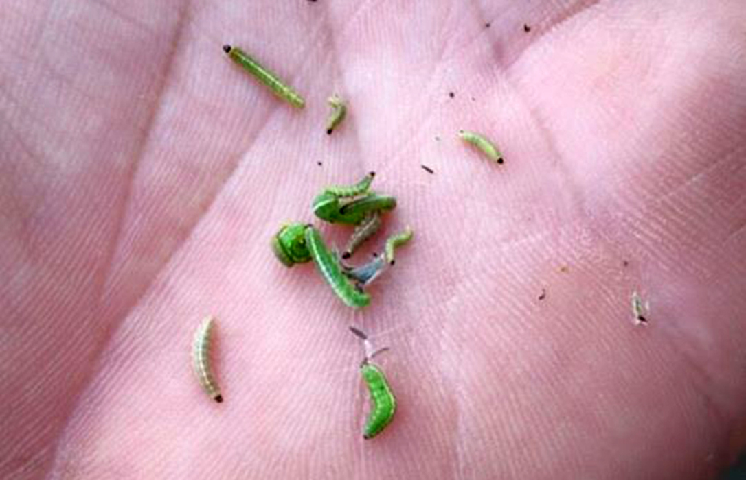 El gusano verde está finiquitando el primer corte de alfalfa en la provincia de León