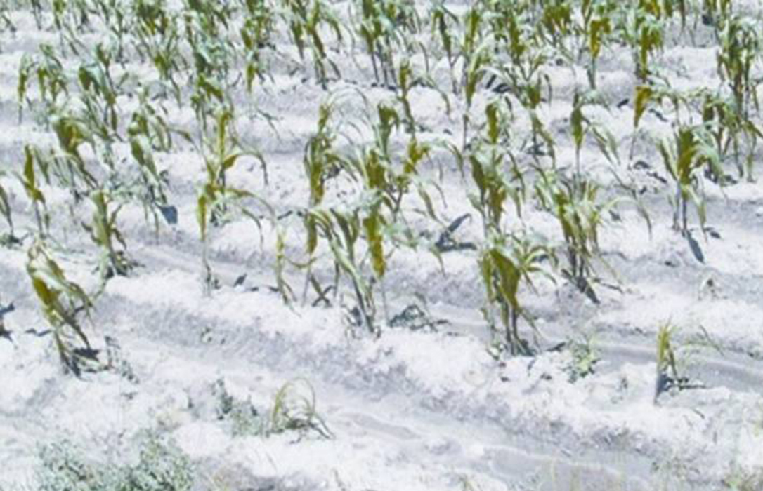 Otro golpe a los cultivos: Pronostican seis grados bajo cero en zonas de Ávila, Burgos, Segovia y Soria