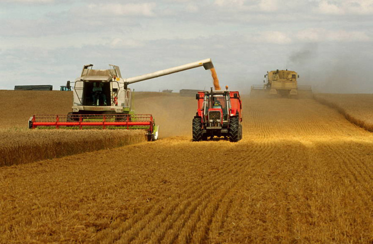 Sube la cosecha mundial de maíz un 3% y cae la del trigo un 4%, según el informe de la USDA