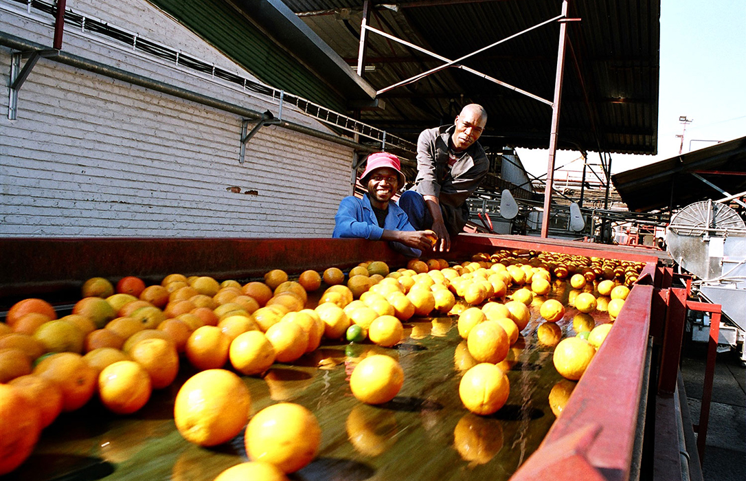 Estudio revela que Sudáfrica utiliza en sus naranjas hasta 62 materias activas de pesticidas prohibidas en la UE