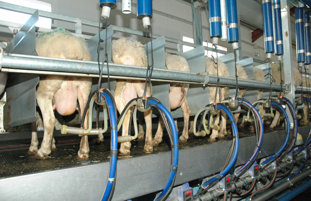 Respiro para empezar el año: El precio leche de oveja en origen sube un 1,6% y la de cabra, un 16,9% en enero