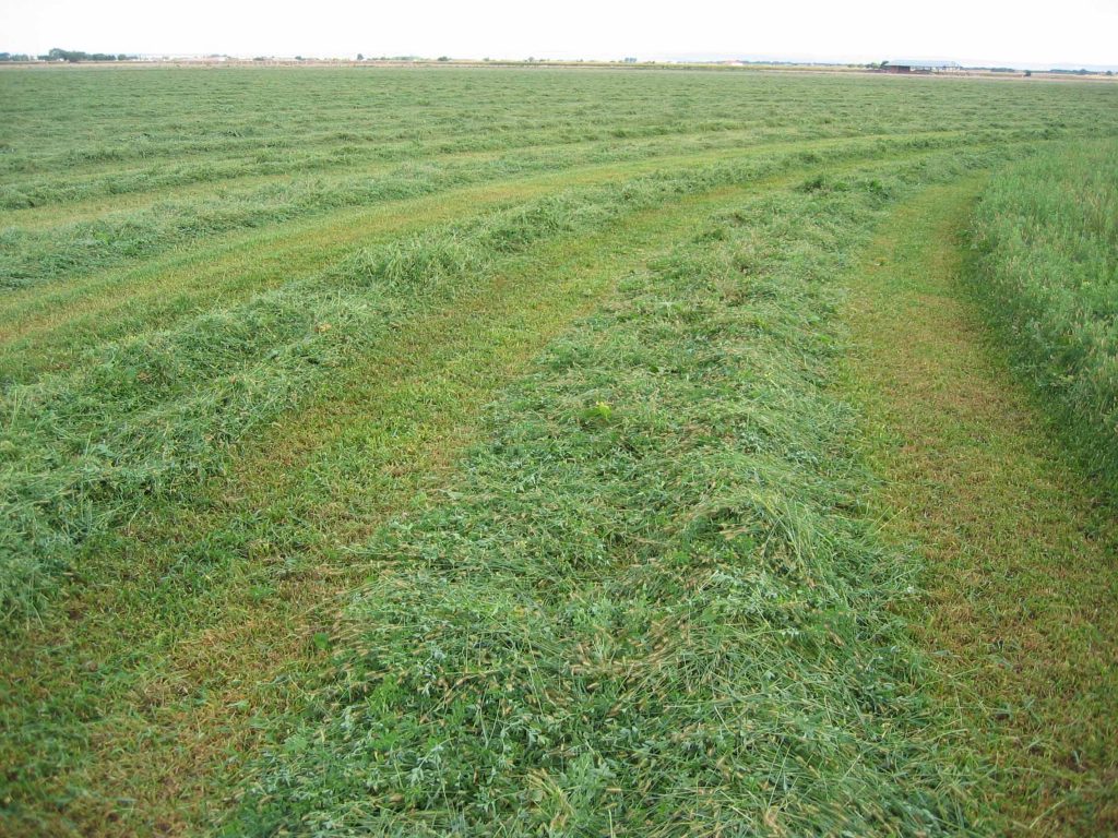 Primeros pasos para conseguir una ayuda asociada al cultivo de la