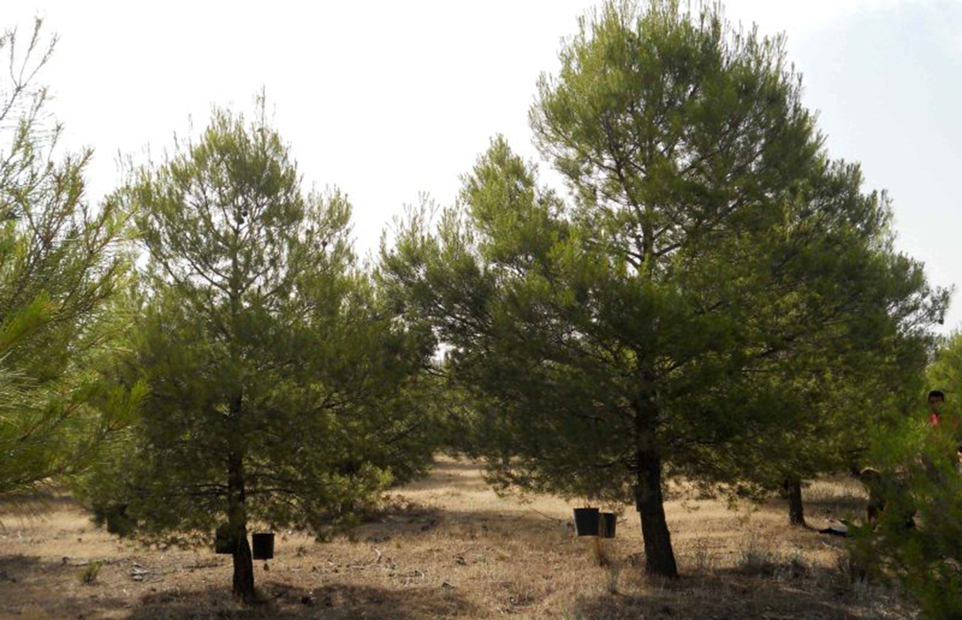Validan el aclareo forestal para aumentar la capacidad de adaptación de los árboles frente al cambio climático