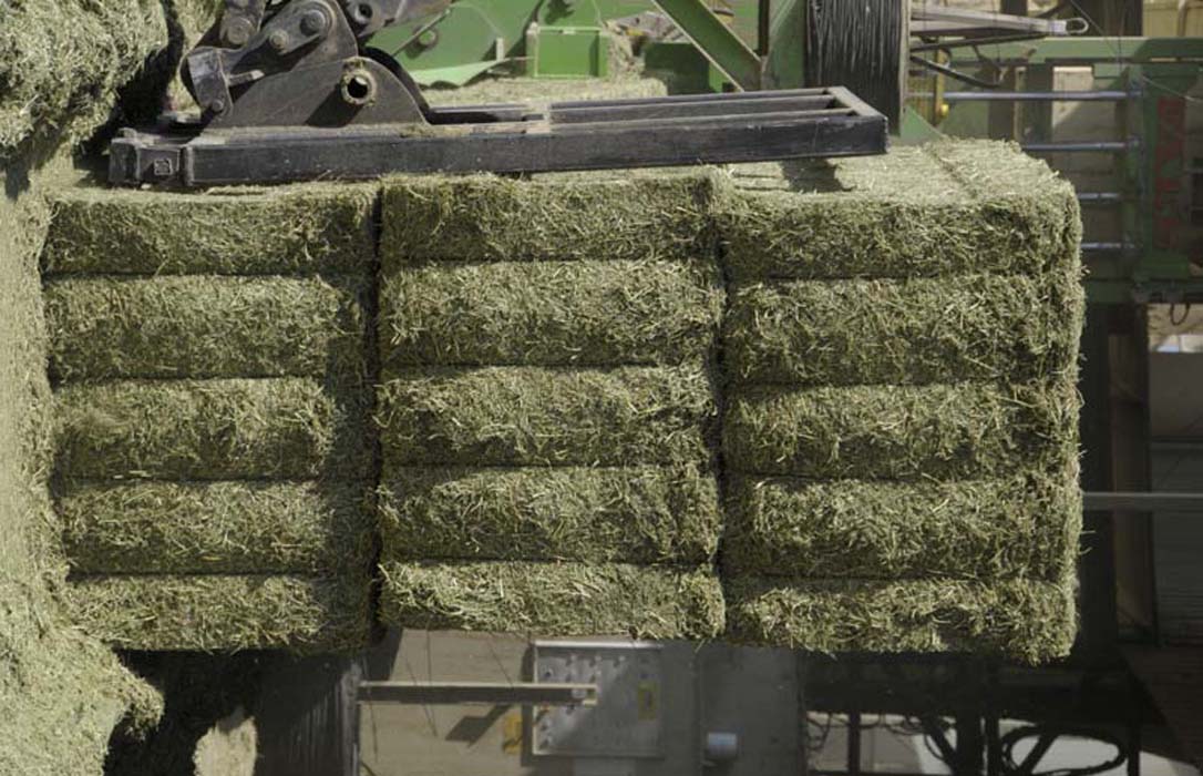 Baleares abre el plazo para comprar 1,2 millones de euros en alfalfa deshidratada para paliar la sequía