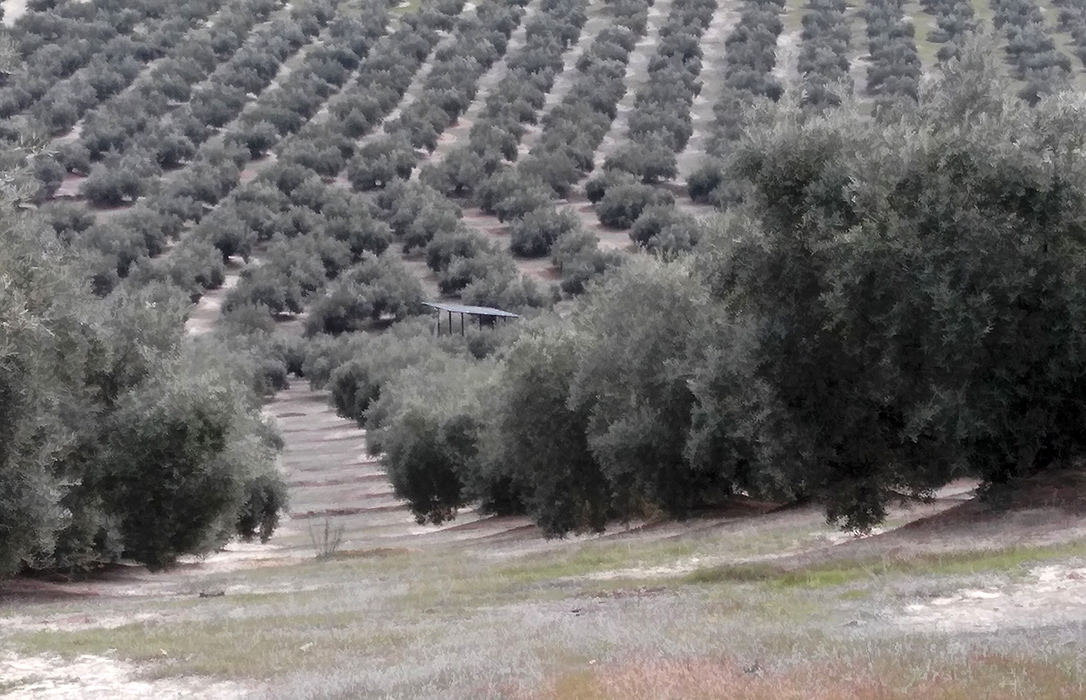 Los regantes de Areda convocan una tractorada en Jaén por la discriminación de la CH Guadalquivir al olivar