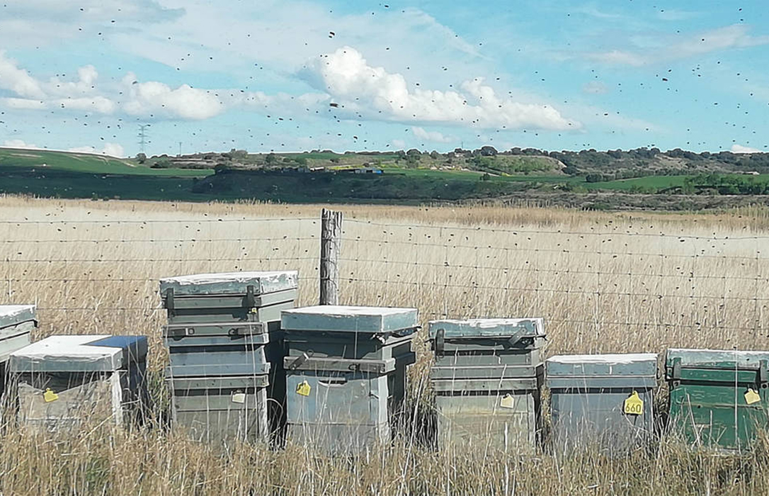 Investigado un apicultor por el ataque de sus abejas instaladas sin licencia a cuatro mujeres