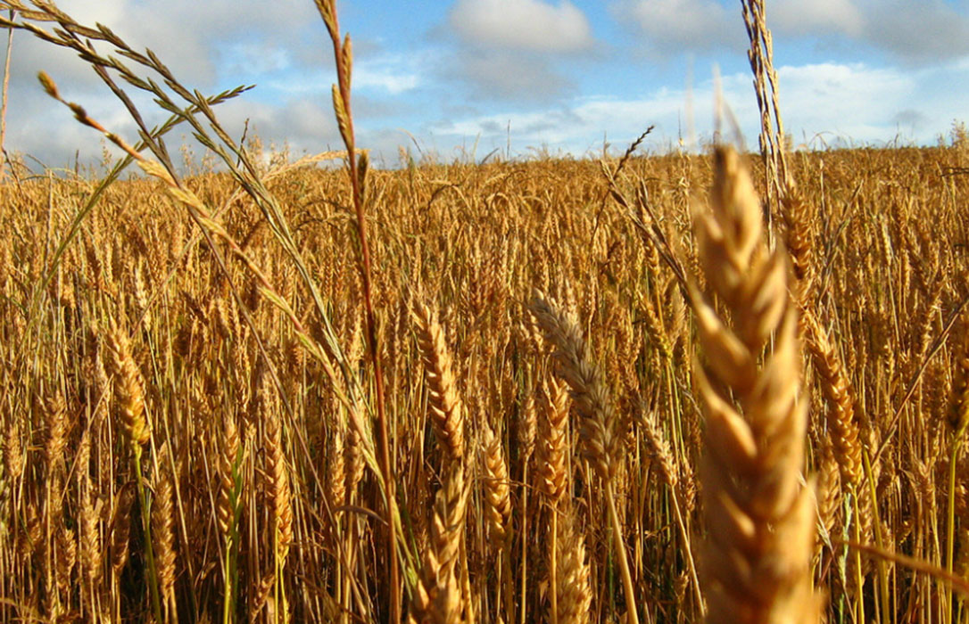 Preocupante alerta: Los cereales de invierno en secano auguran pérdidas y solo el 41% del cultivo está asegurado