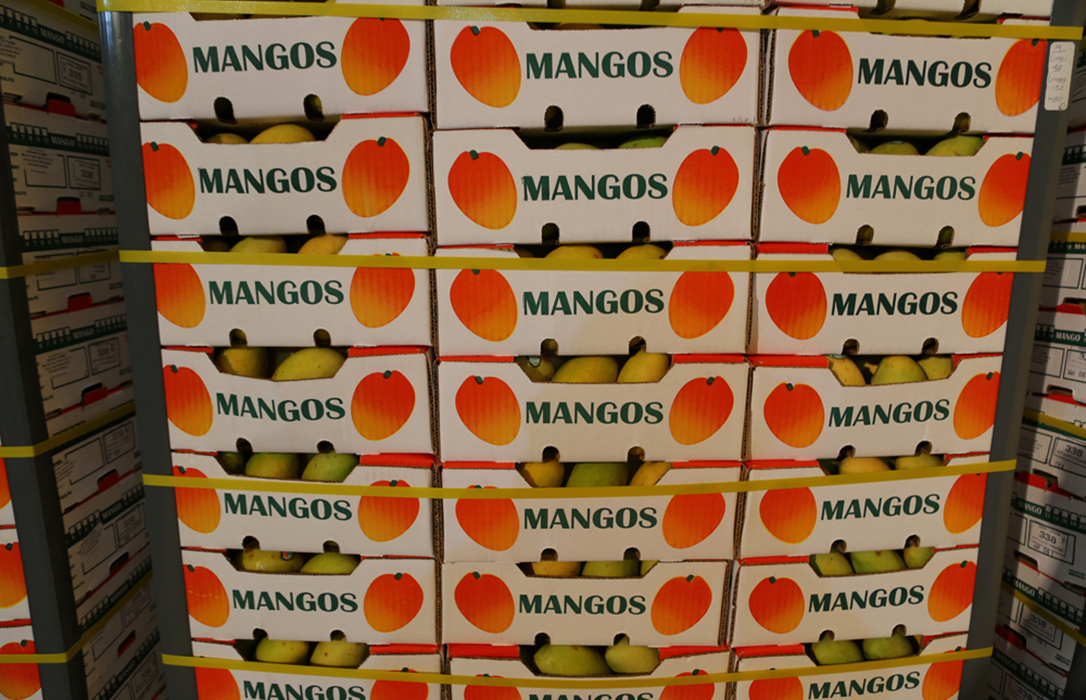 Europa acepta incrementar el control fitosanitario en la fruta de mango de terceros países