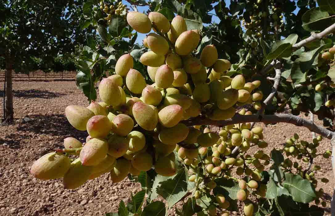 Borges extenderá el cultivo de pistachos con socios de la Cooperativa catalana de Ivars