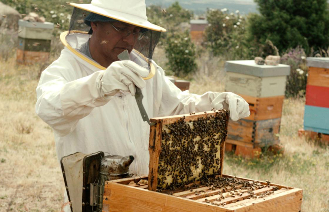 El decreto de calidad de la miel no estará hasta final de año pero irá allá de la norma de la UE