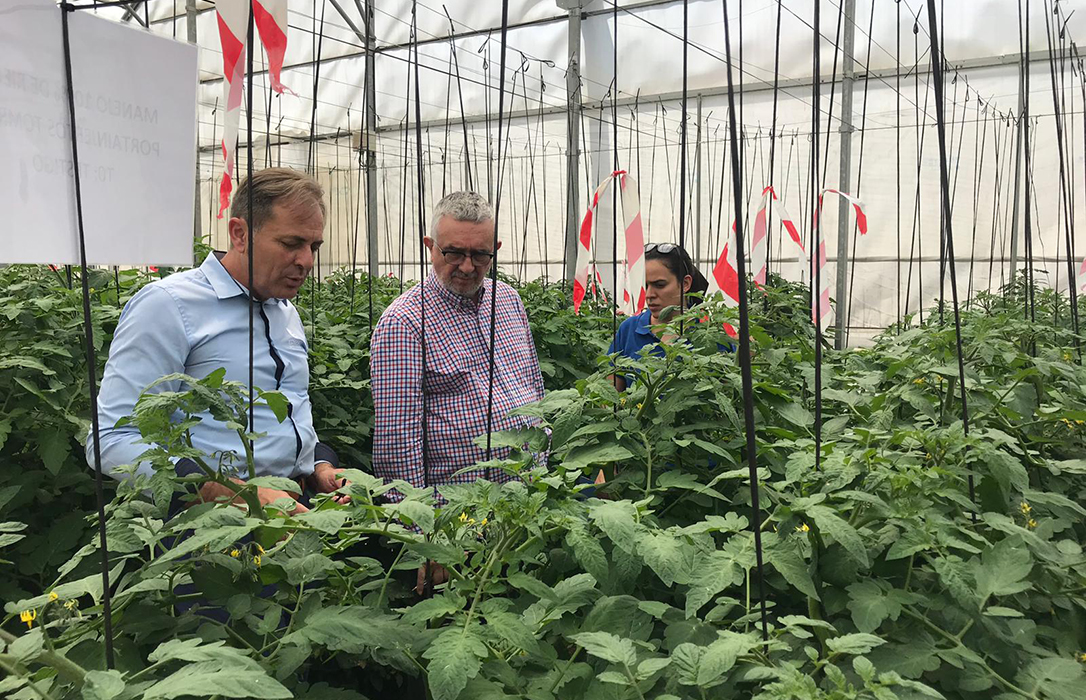 Los estudios en cultivo de tomate con biotecnología de EDYPRO confirman mejoras pese al estrés hídrico y nutricional