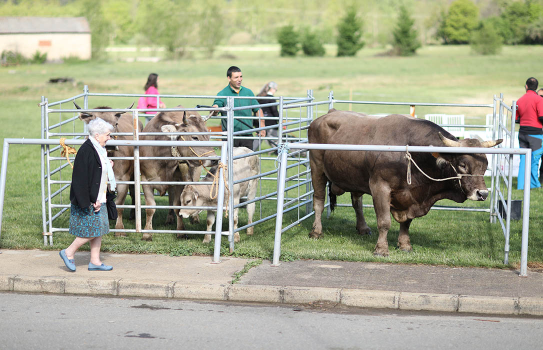 Vuelve la Feria Carea a Cerezales del Condado en su apuesta por los animales, la agroalimentación y el pastoreo