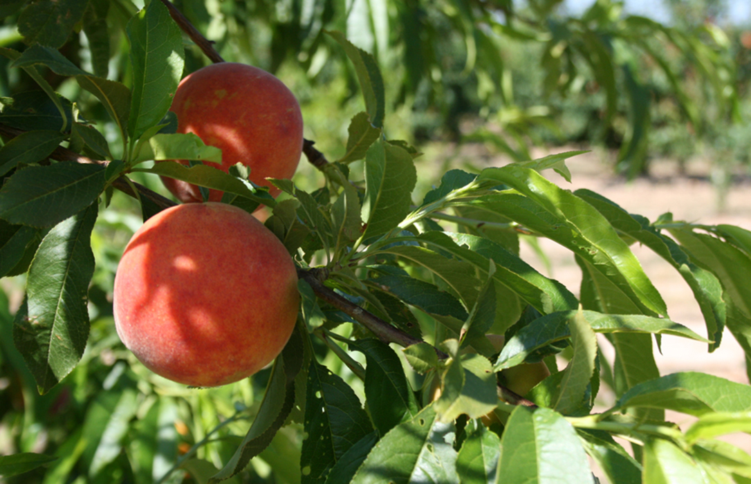 La falta de demanda colapsa el inicio de una campaña de frutas de verano, que arranca sin precios