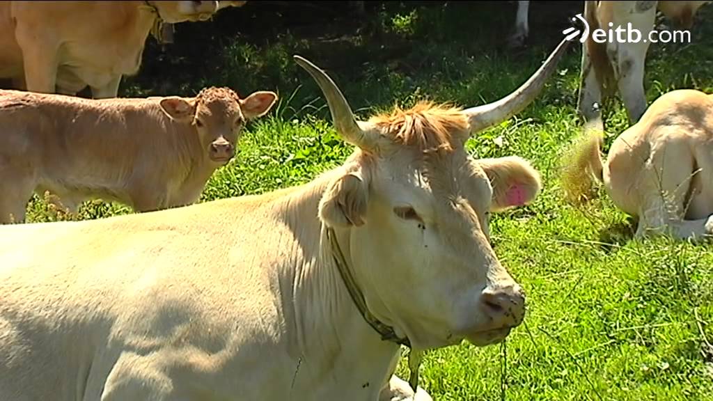 Asturias dará cien euros por animal a los ganaderos que apuesten por ponerles GPS