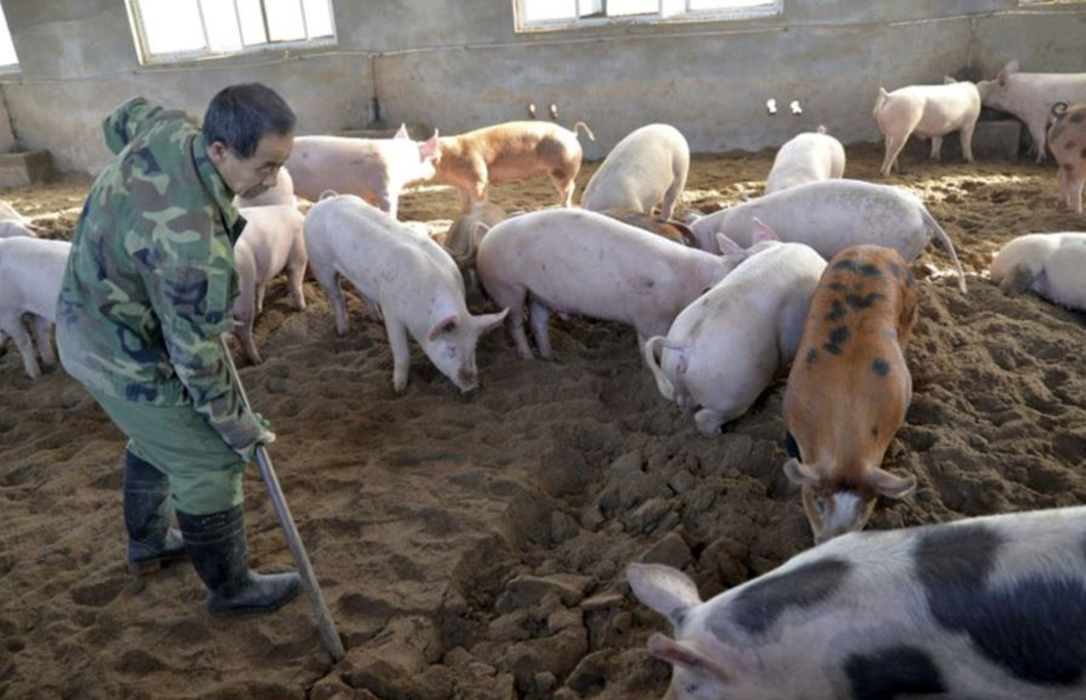 La peste porcina africana en China disparará el precio de la carne de porcino durante años