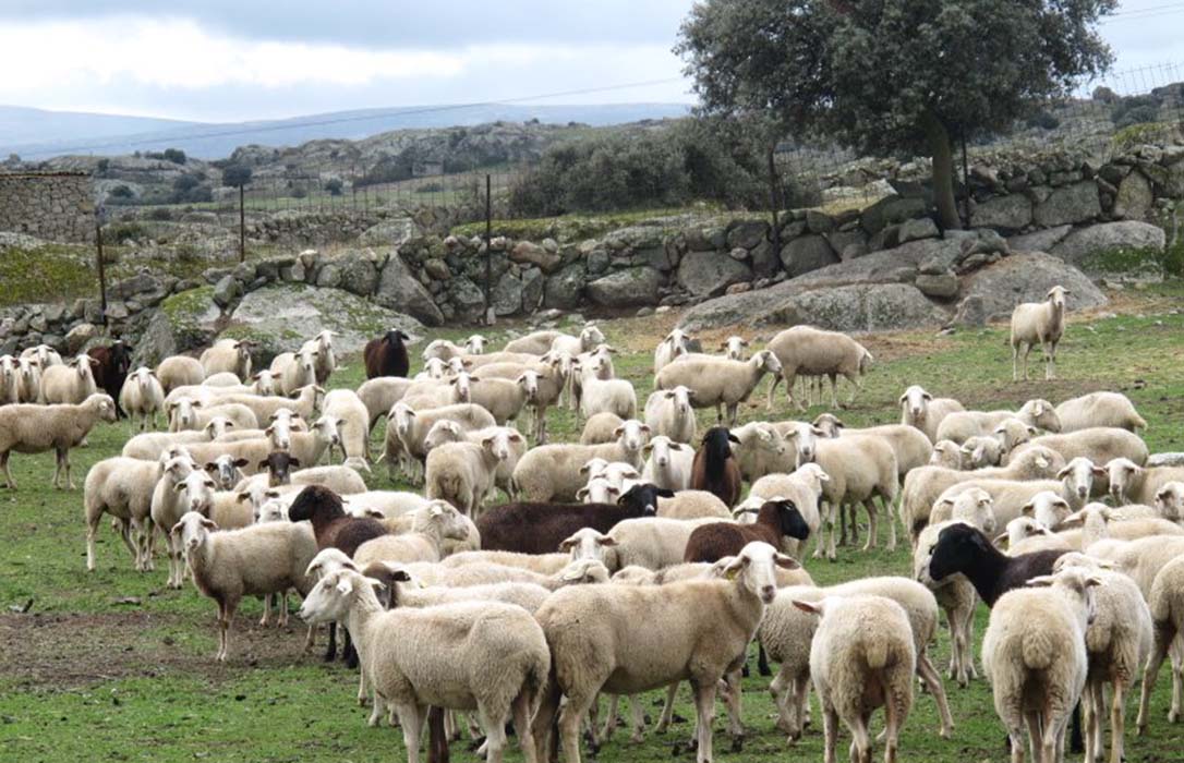 La subida de precios en el sector del ovino de leche, un respiro para un mal inicio del año