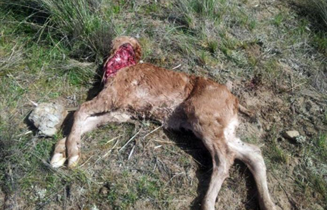 Al menos 6 animales muertos por nuevos ataques de lobo en la Sierra de Guadalajara