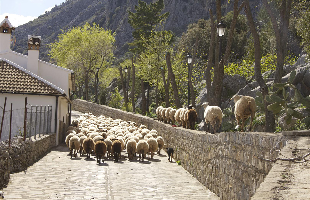 La Junta autoriza la trashumancia de ganado ovino entre comarcas de la provincia de Cádiz