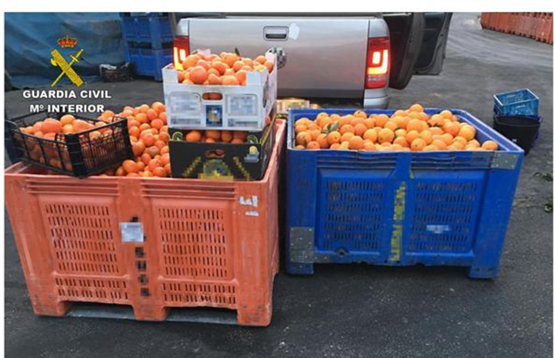 Golpe a la falsa trazabilidad: 58 detenidos por falsificar documentos para ‘legalizar’ 537 toneladas de naranja