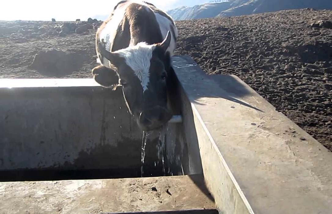 Urgen a suministrar agua al ganado ante la grave sequía que se está sufriendo en Ávila