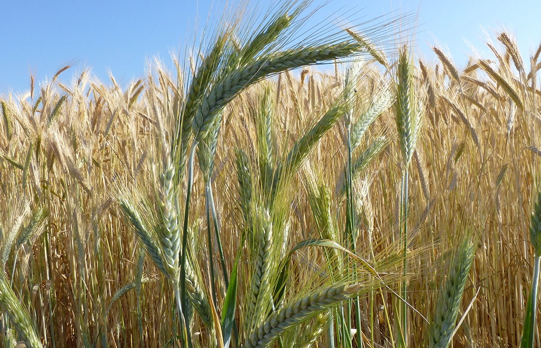 La lonja de Sevilla arranca a cotizar el cereal andaluz con buenos precios en el trigo duro