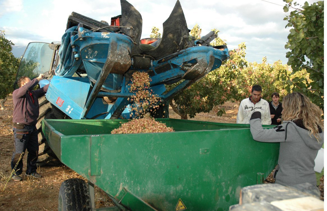 La superficie de cultivo de pistacho en España aumenta casi un 30% en el último año