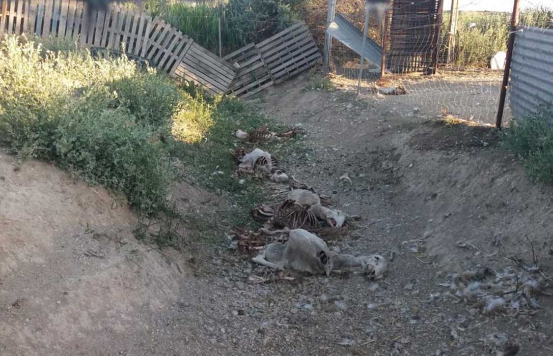 Desgarrador video de un joven ganadero al que los buitres matan sus 35 ovejas guardadas en un cercado