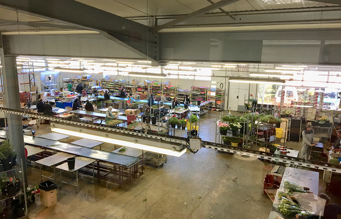 Anecoop diversifica su presencia en Francia con la adquisición de la compañía de floricultura FlorenSud