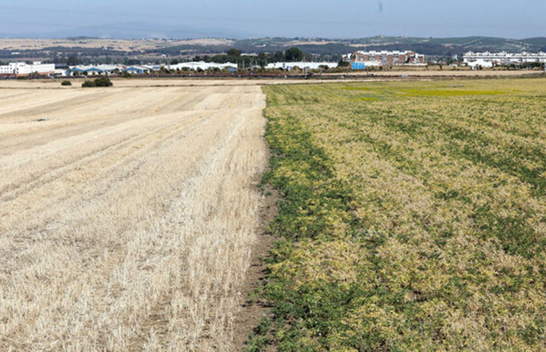 Las indemnizaciones del seguro agrario por sequía en el cereal superarán los 100 millones de euros esta campaña