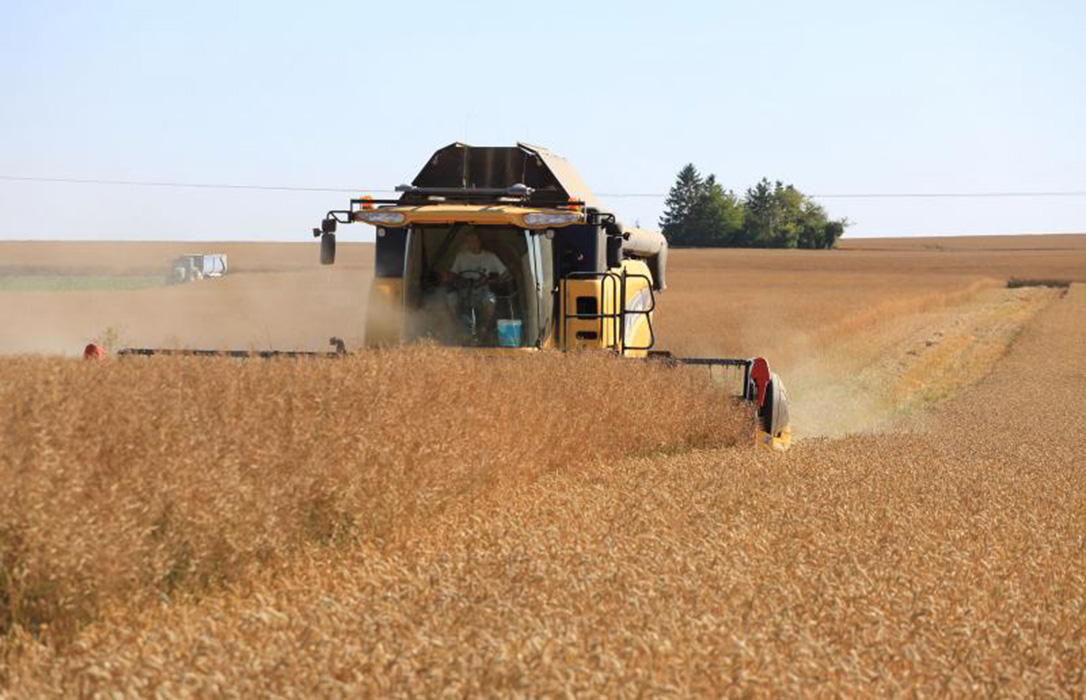 Extremadura pierde 70.000 hectáreas de los cereales de invierno y pide ayudas y medidas contra las plagas