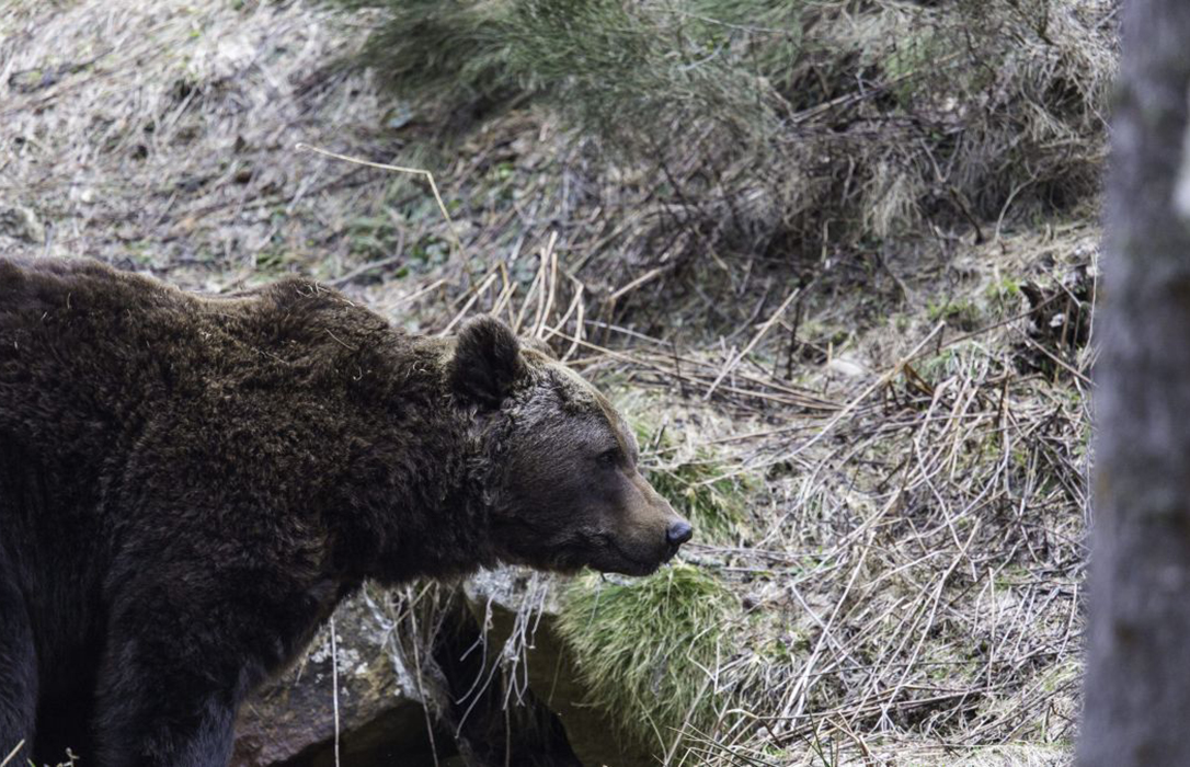 Francia decide cesar de forma temporal la introducción de osos en los Pirineos franceses